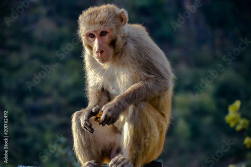 Emotiona hungry monkey found in india with food in his hand  © Tarun