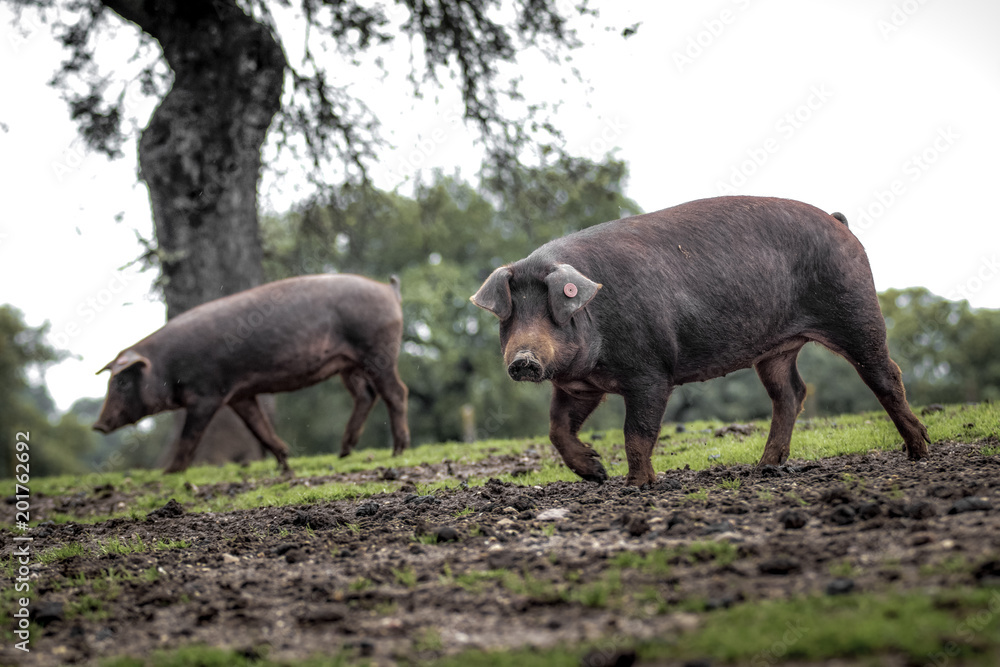 Cerdo ibérico de la dehesa de Extremadura mirando a cámara en primer plano Cerdo ibérico de la dehesa de Extremadura mirando a cámara en primer plano
