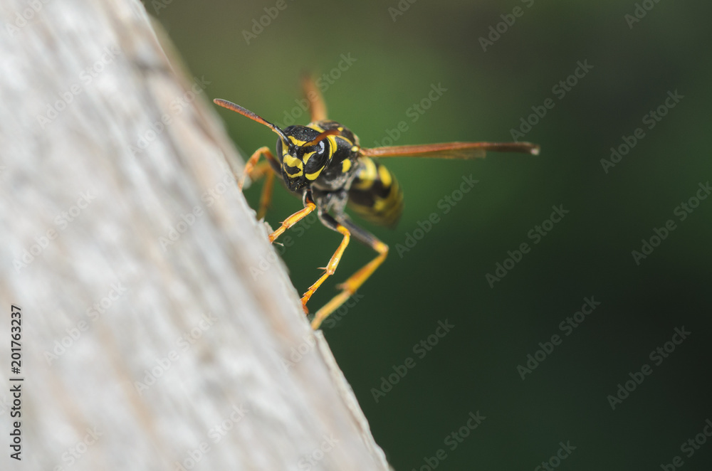 Wasp, wasp on wood Wasp, wasp on wood