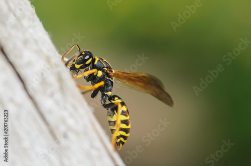Wasp,  wasp on wood © Petro