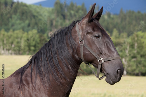 Fototapeta Naklejka Na Ścianę i Meble -  Portrait of nice black kladrubian horse
