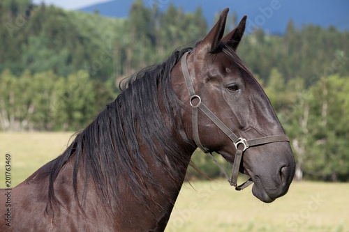 Portrait of nice black kladrubian horse © lenkadan