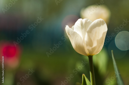 Tulip Flower macro photography