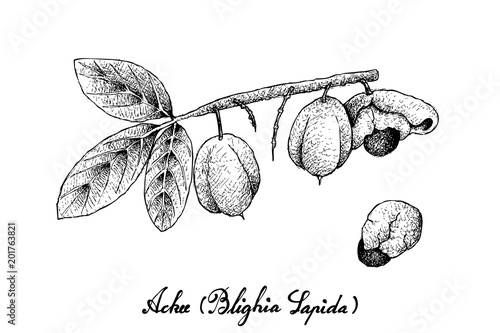 Hand Drawn of Ackee Fruits on White Background