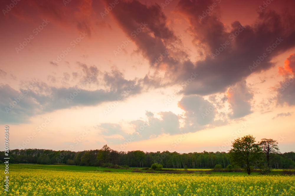 Obraz premium Zachód słońca nad łąką
