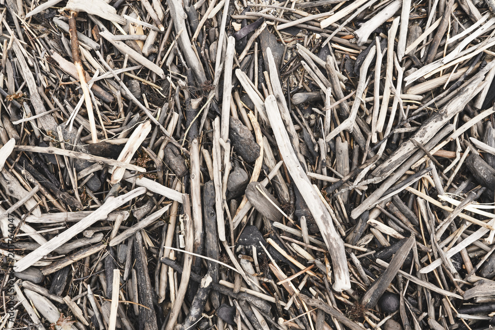Background of dry tree branches. Texture of wooden sticks thrown out by the sea on a sandy beach Background of dry tree branches. Texture of wooden sticks thrown out by the sea on a sandy beach