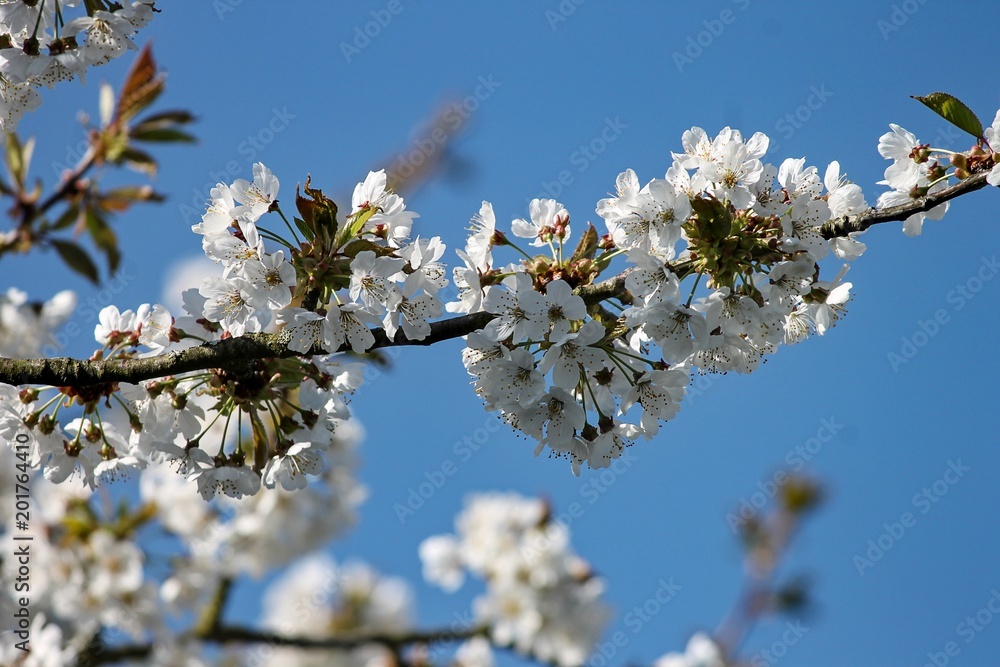 blühender Kirschbaum vor blauem Himmel