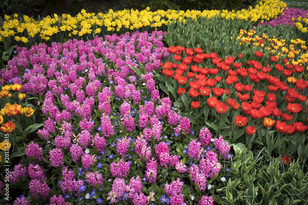 the Colorful flowerbed with tulips hyacinths and daffodils