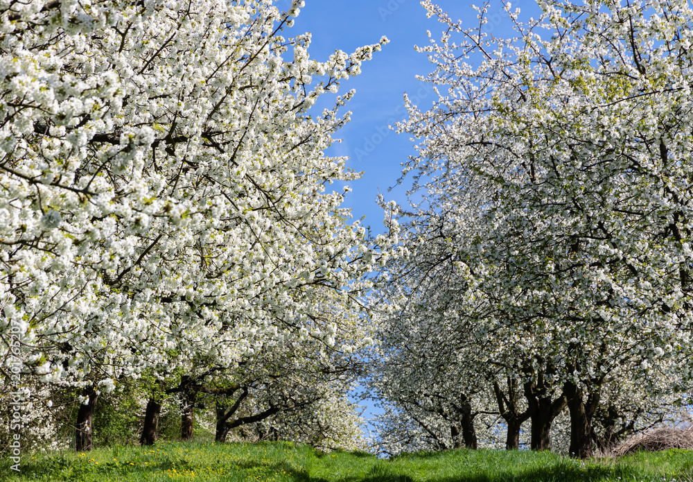 blühende Kirschbaumallee mit blauem Himmel in witzenhausen