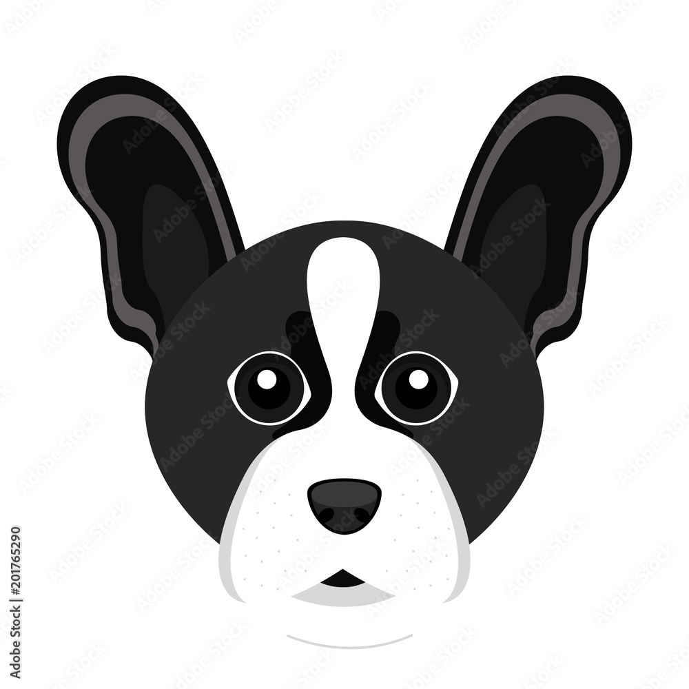 Cute Boston Terrier dog avatar