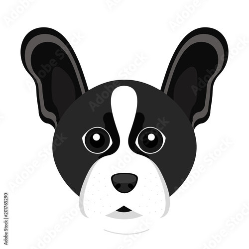 Cute Boston Terrier dog avatar