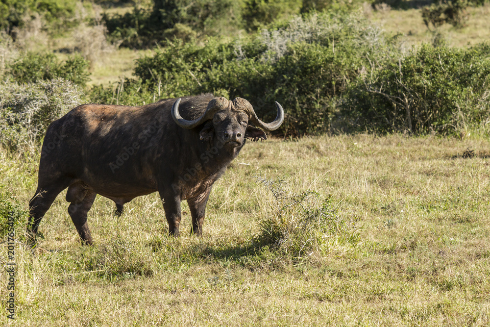 Large male buffalo standing at the edge of a thicket
