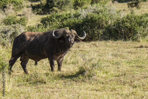 Fototapeta Naklejka Na Ścianę i Meble -  Large male buffalo standing at the edge of a thicket