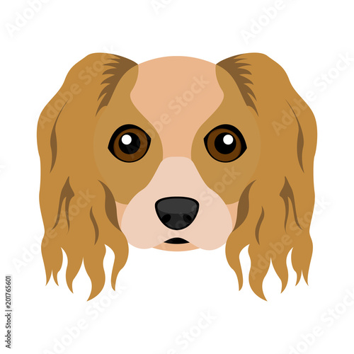 Cute cavalier king charles spaniel dog avatar