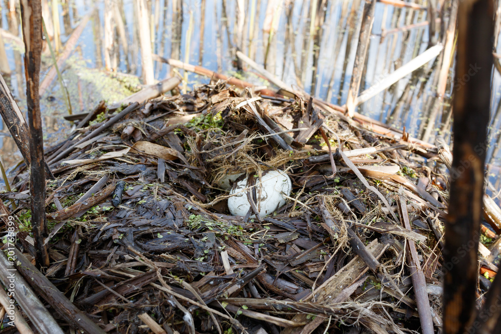 Podiceps cristatus. The nest of the Great Crested Grebe in nature. Podiceps cristatus. The nest of the Great Crested Grebe in nature.