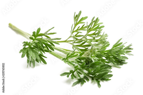 Wormwood Artemisia absinthium