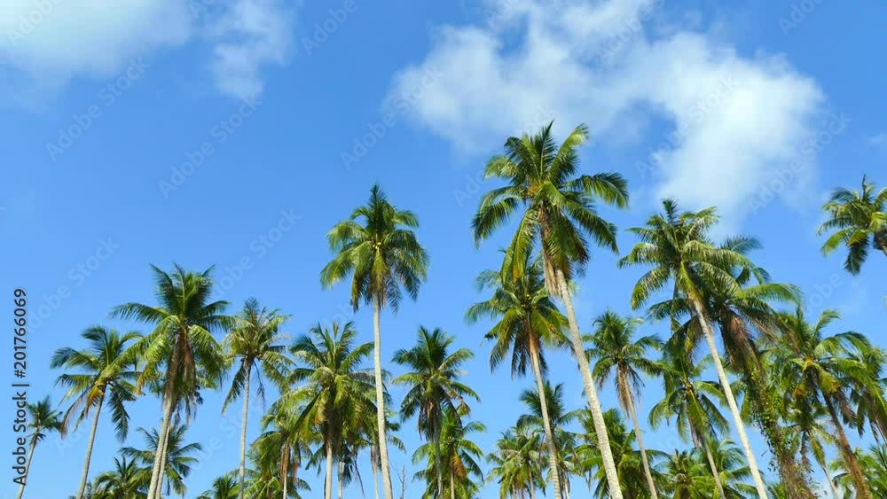Beautiful tropical coconut palm tree on sky background Beautiful tropical coconut palm tree on sky background