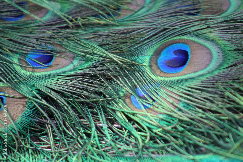 Obraz premium peacock feathers 