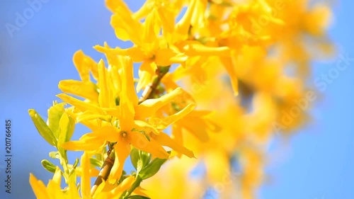 Forsythia flowers  blossom on blue sky background 