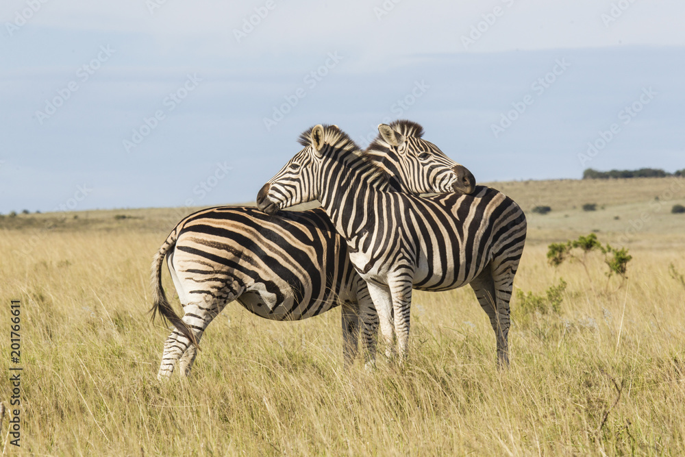 Obraz premium Zebras standing in dry grassland leaning on each other