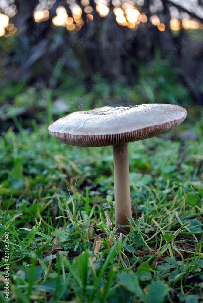 Inedible mushroom at the sunset Inedible mushroom at the sunset