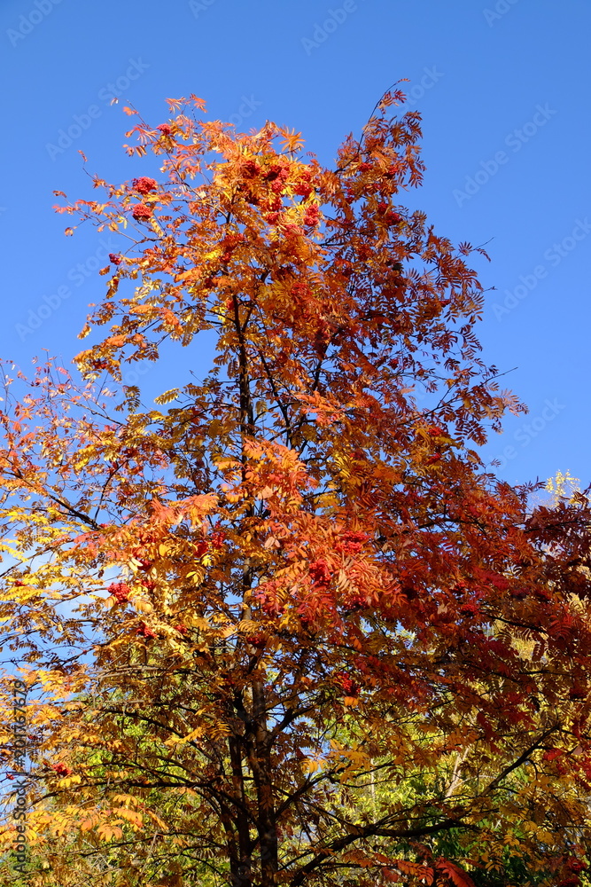 Rowan tree with colorful berries and golden-red leaves against bright blue sky in the autumn under sunshine Rowan tree with colorful berries and golden-red leaves against bright blue sky in the autumn under sunshine
