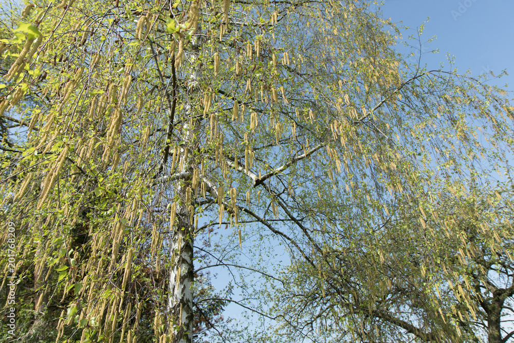 Obraz premium BIrkenblüten