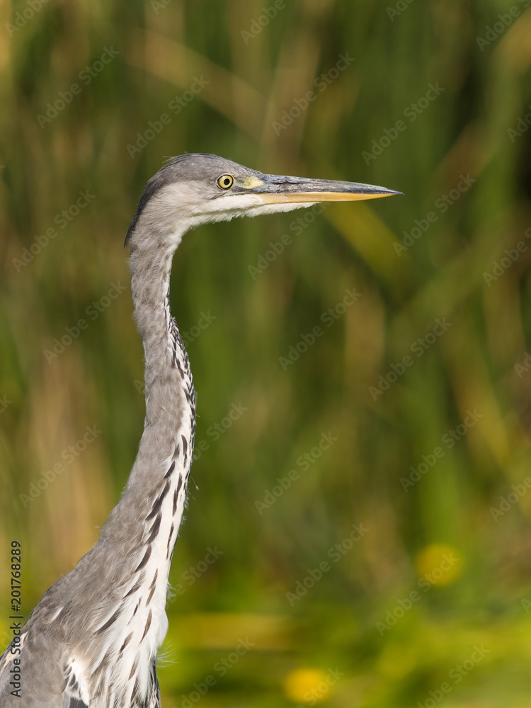 portrait of Grey Heron, Ardea cinerea, hunting in river, Aljucen River, Extremadura, Spain portrait of Grey Heron, Ardea cinerea, hunting in river, Aljucen River, Extremadura, Spain