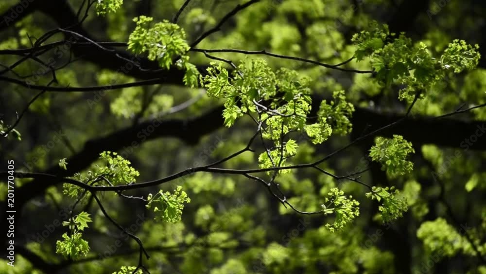 Spring background with maple tree on a sunny day Spring background with maple tree on a sunny day