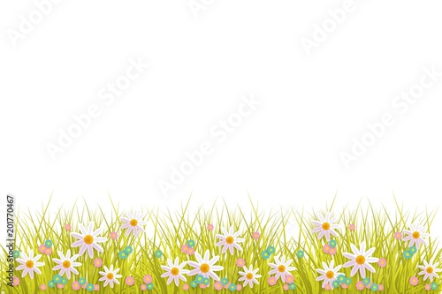 Green meadow grass, daisy chamomile flowers on white isolated background. Spring summer sale, festive template for retail poster and advertising design wtih space for text. Vector illustration