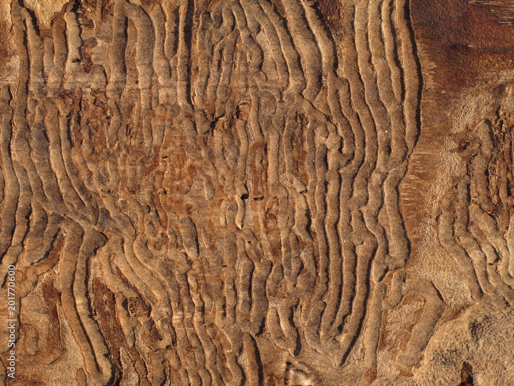 Fototapeta premium tree texture background