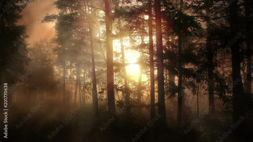 Foggy forest at early morning Foggy forest at early morning