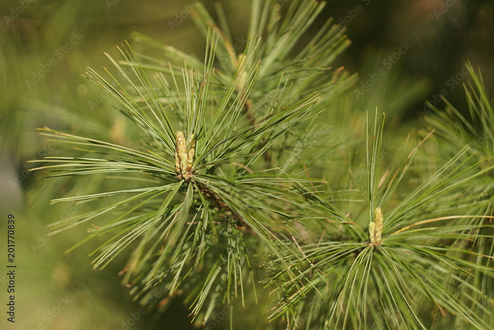 Young pine branch in spring close up  - obrazy, fototapety, plakaty 