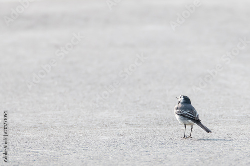 little bird on gray asphalt photo