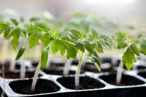 Fotografie tomato seedlings in plastic pots ready to plant