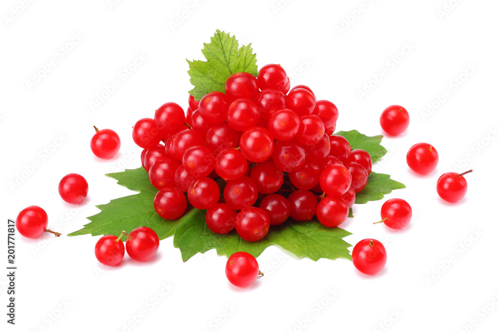 Red berries of Viburnum (arrow wood) with green leaf isolated on white background Red berries of Viburnum (arrow wood) with green leaf isolated on white background