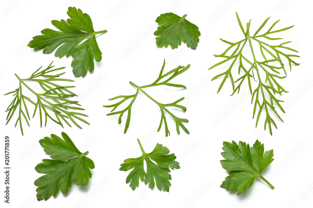 green fresh parsley leaf isolated on white background top view green fresh parsley leaf isolated on white background top view