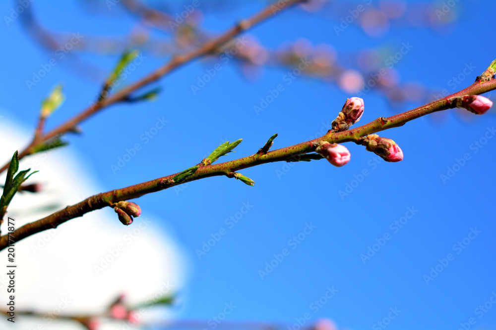 pink buds on tree branch on sunny spring day pink buds on tree branch on sunny spring day