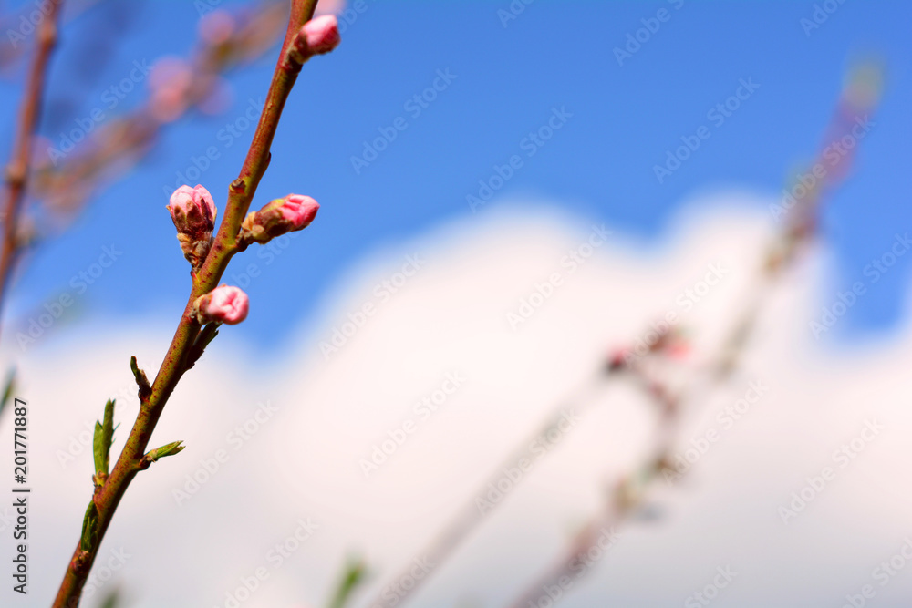 pink buds on tree branch on sunny spring day pink buds on tree branch on sunny spring day