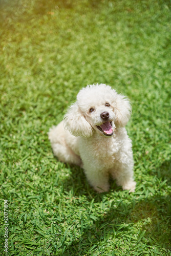 Happy white poodle dog © PixieMe