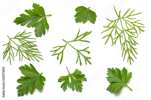 green fresh parsley leaf isolated on white background top view
