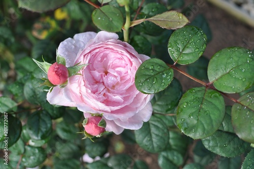 różowa róża z kropelkami wody w ogrodzie © agnieszkalll