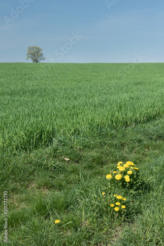 Fototapeta Naklejka Na Ścianę i Meble -  Löwenzahn