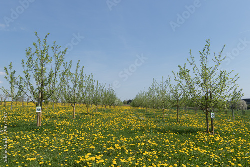 Fototapeta Naklejka Na Ścianę i Meble -  Löwenzahn