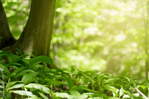 Wallpaper Mural magic green forest Torontodigital.ca