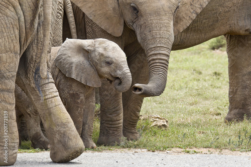 Young African elephant being touched by its family member with its trunk