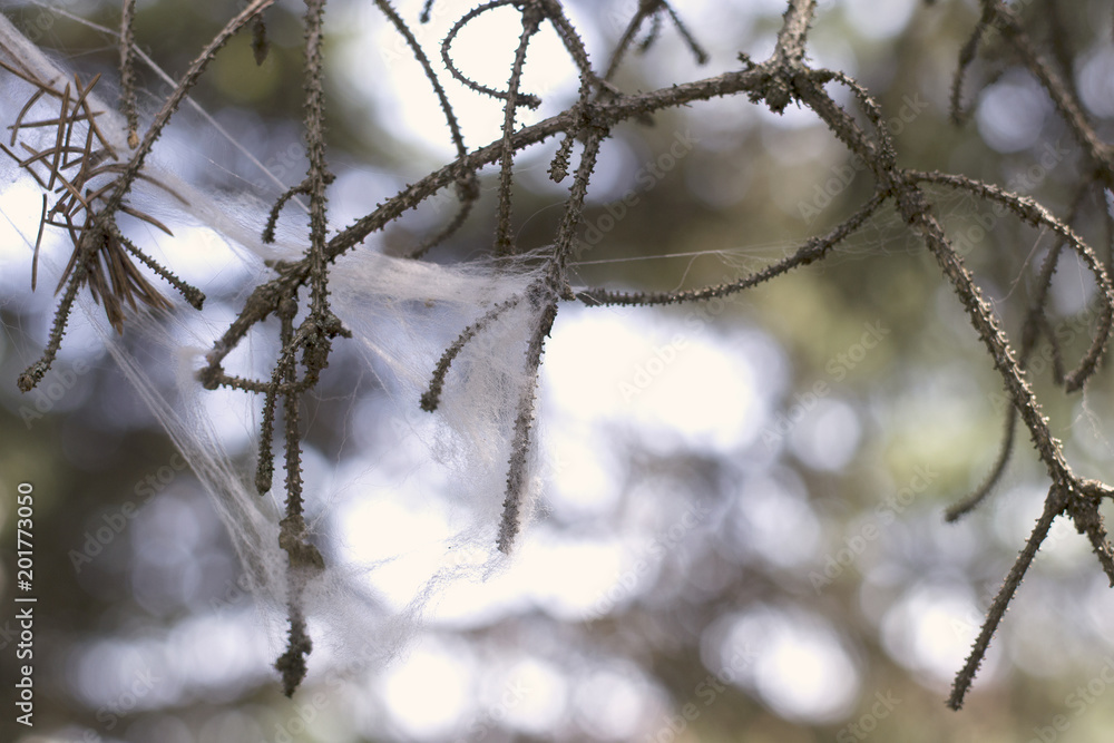 The old branch of a tree in a web The old branch of a tree in a web