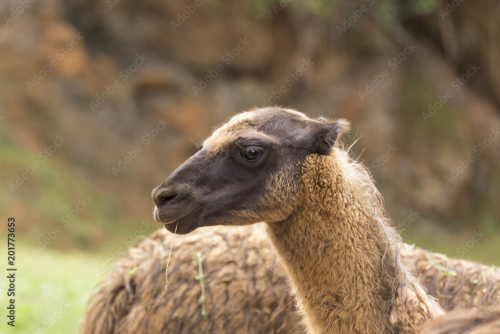 portrait of a llama head, animals of South America