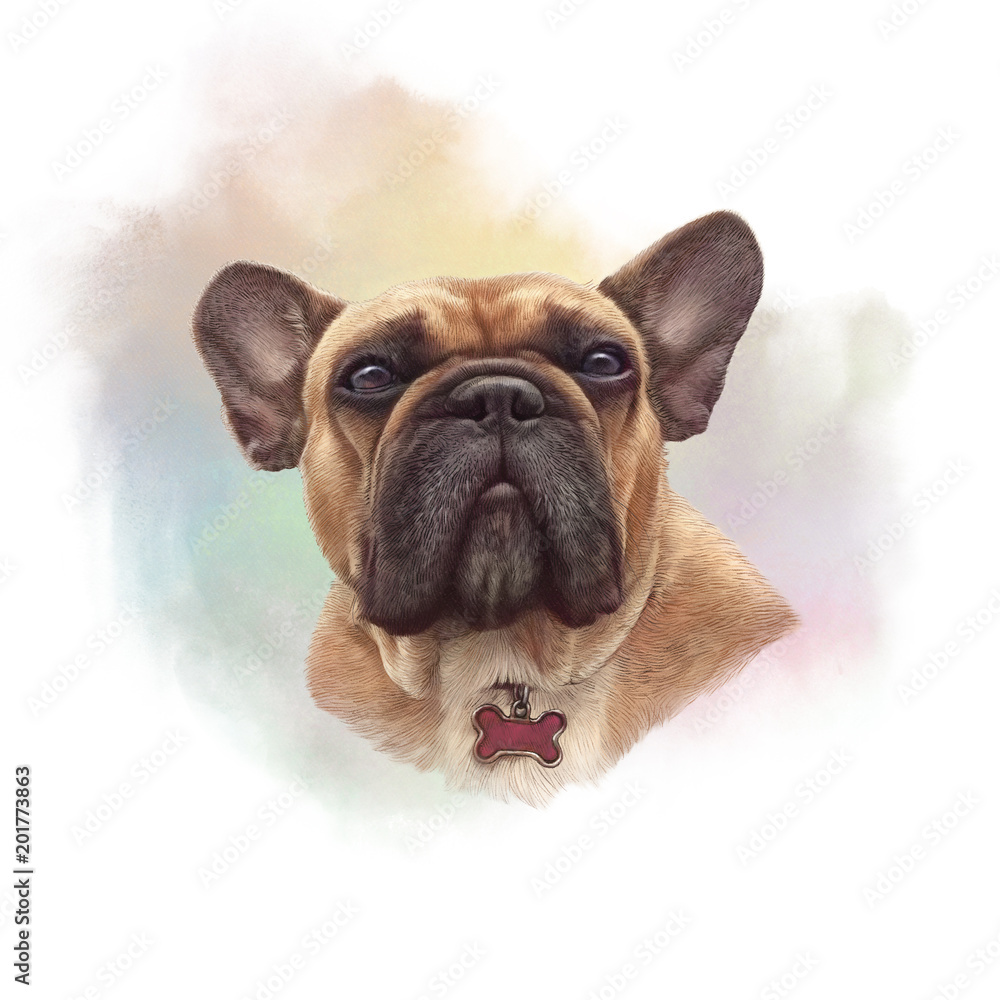French bulldog. Realistic Portrait of Boxer dog on watercolor background. Hand Painted Illustration of Pets. Watercolor Animal collection: Dogs. Good for banner, print T-shirt, pillow. Art background