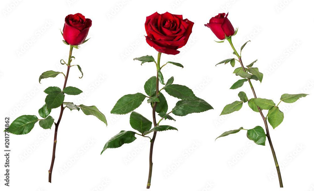 Obraz premium Zestaw trzech pięknych żywych czerwonych róż na długich łodygach z zielonymi liśćmi na białym tle.